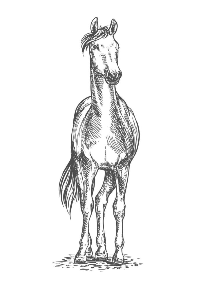 stående häst skiss porträtt vektor