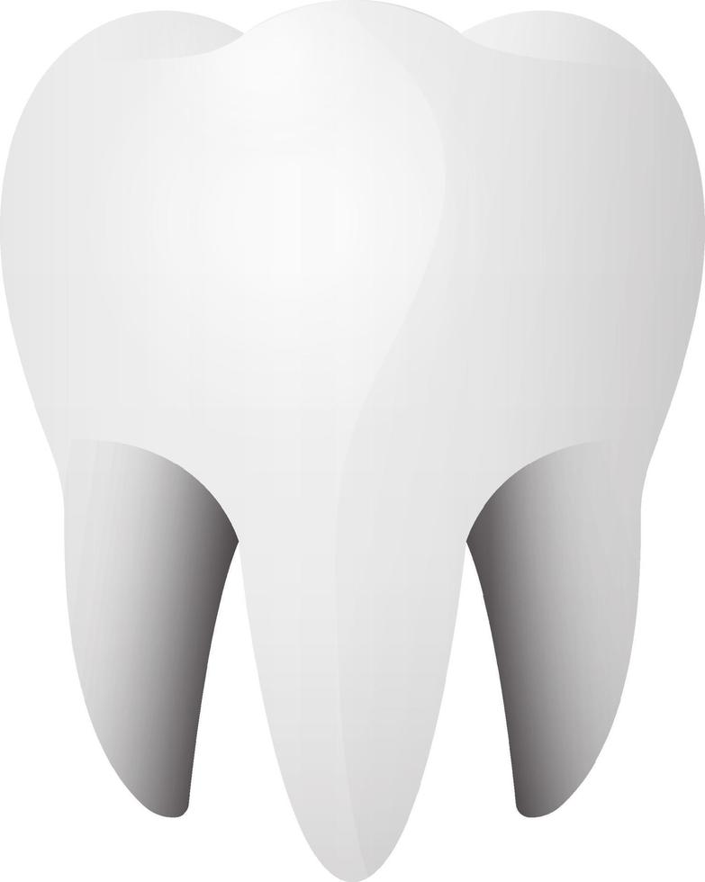 3d des menschlichen Zahns isoliert vektor