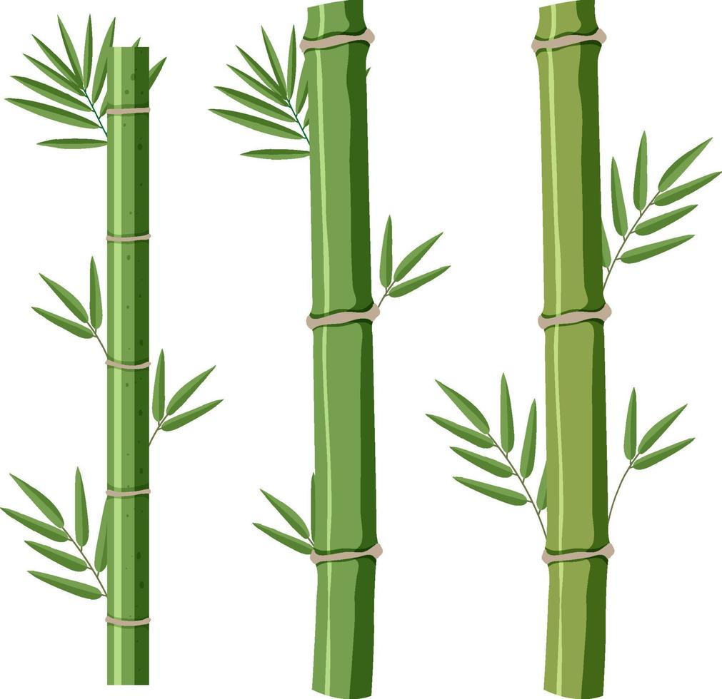 isolerade bambu på vit bakgrund vektor