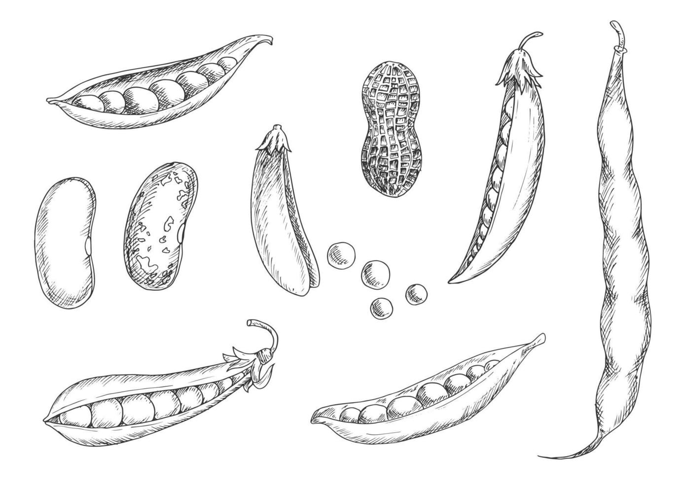 Skizzen von Erdnüssen, Erbsenschoten und Bohnen vektor