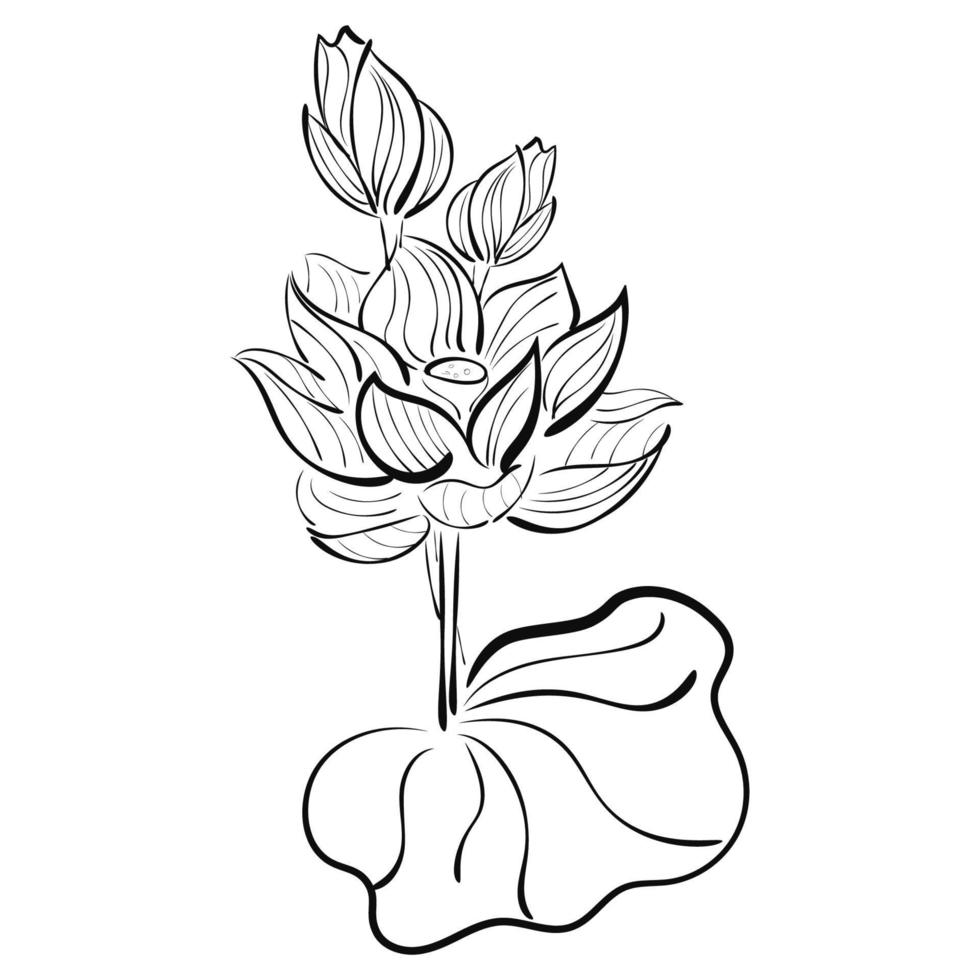 Grafische Zeichnung eines Lotus auf weißem Hintergrund für Logo, Werbung. vektor