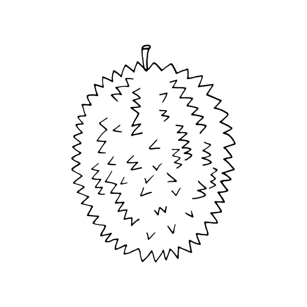 Durian-Frucht handgezeichnet im Doodle-Stil. Symbol, Aufkleber, Menü vektor