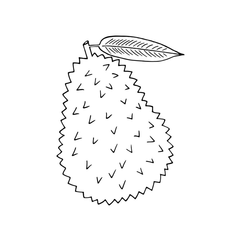 Durian-Frucht handgezeichnet im Doodle-Stil. Symbol, Aufkleber, Menü vektor