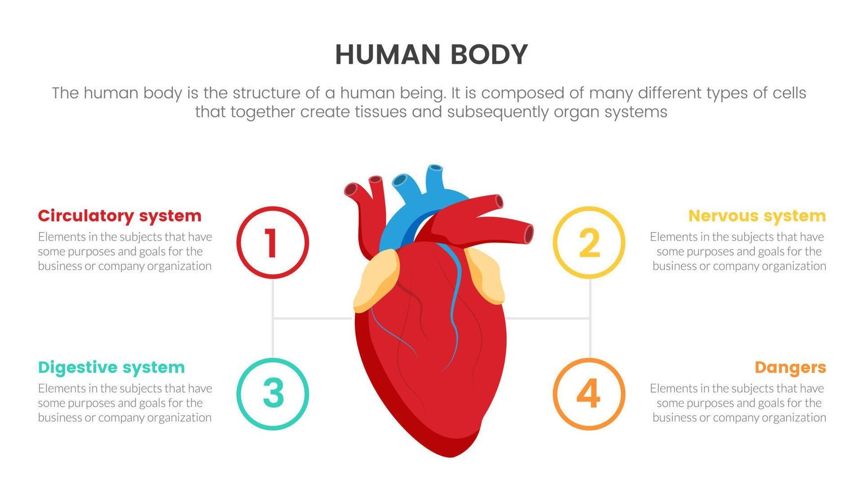 Infografik-Konzept der menschlichen Anatomie des Herzens für Folienpräsentation mit 4-Punkte-Listendateninformationen vektor