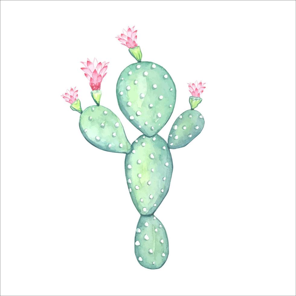 vattenfärg blomning kaktus , isolerat vektor