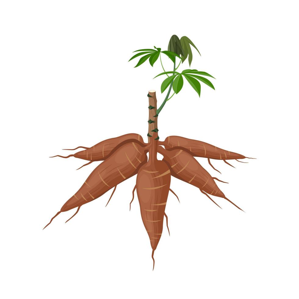 vektor illustration, maniok växt eller manihot esculenta, också känd som maniok, isolerat på en vit bakgrund, som en baner, affisch eller nationell tapioka dag mall.