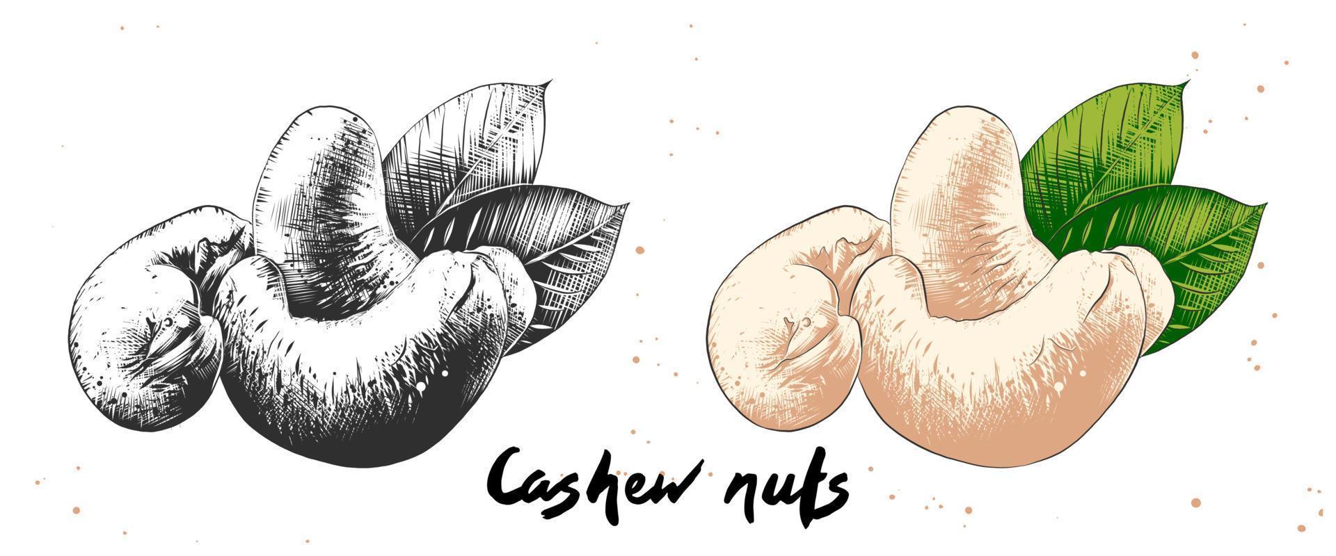 Vektor-Illustration im organischen Gravurstil für Poster, Dekoration, Etiketten, Verpackungen und Druck. hand gezeichnete skizze von cashewnüssen in monochrom und bunt. detaillierte vegetarische Essenszeichnung. vektor