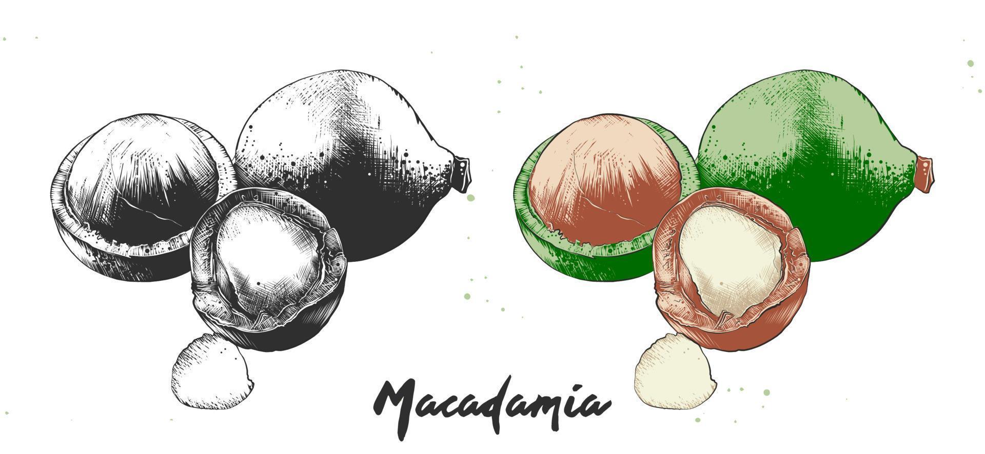 vektor graverat stil illustration för affischer, dekoration och skriva ut. hand dragen etsning skiss av macadamia nötter i svartvit och färgrik. detaljerad vegetarian mat linocut teckning.