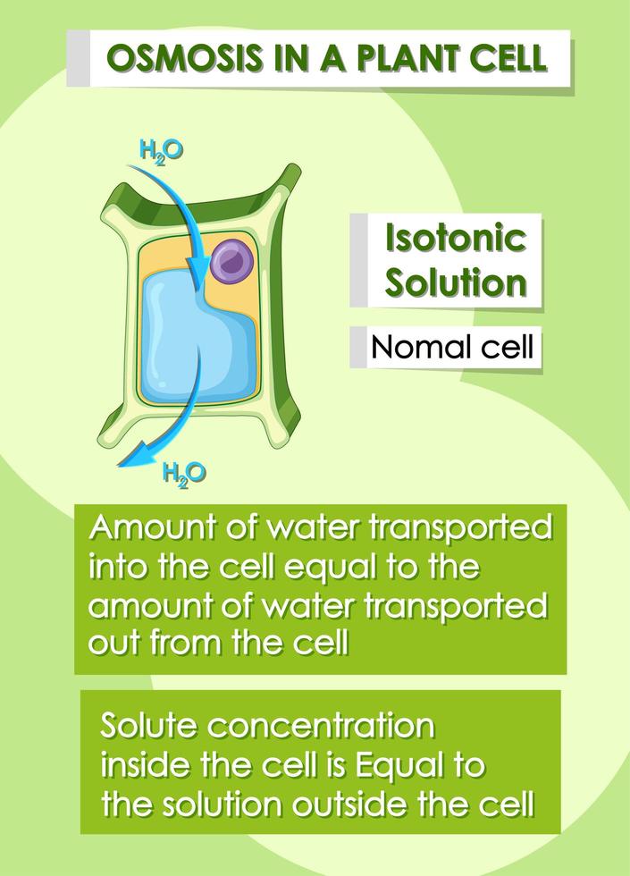 Osmose in Pflanzenzellen vektor