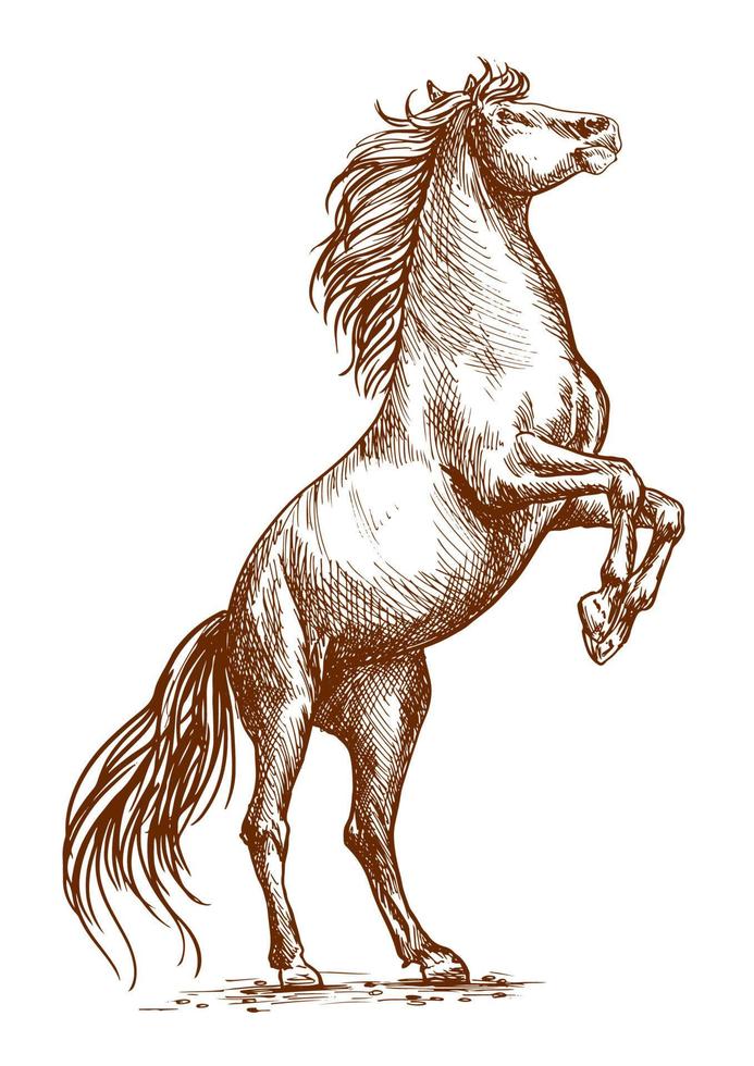 braunes pferd, das auf hinterhuf-skizzenporträt aufzieht vektor