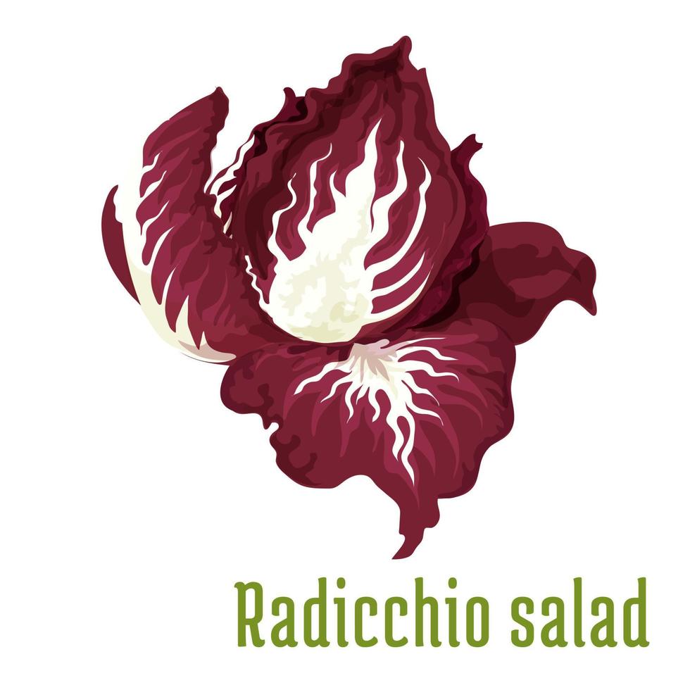 Radicchio-Salat. Symbol für Gemüsepflanzen vektor