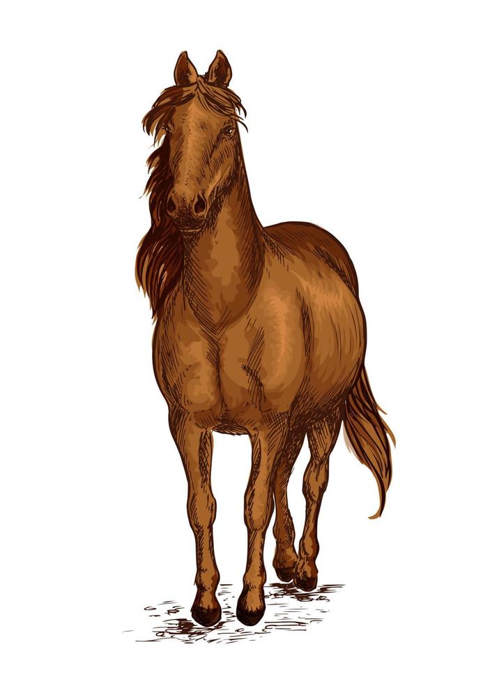 stark brun arab häst mustang porträtt vektor