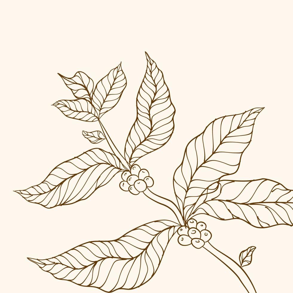 Kaffeepflanzenzweig mit Blatt. hand gezeichneter kaffeezweig. Kaffeebohnen und Blätter. Baumabbildung. Kaffeepflanze. vektorillustration der kaffeebranche. Kaffeebaum-Vektor. vektor
