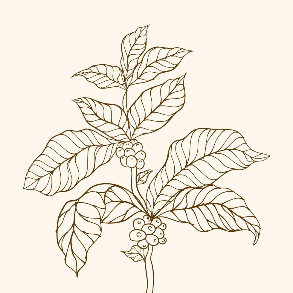 kaffe bönor och löv. kaffe växt. hand dragen kaffe gren. kaffe träd vektor. kaffe växt gren med blad. gren med löv. vektor illustration av kaffe gren. gren av en växt.