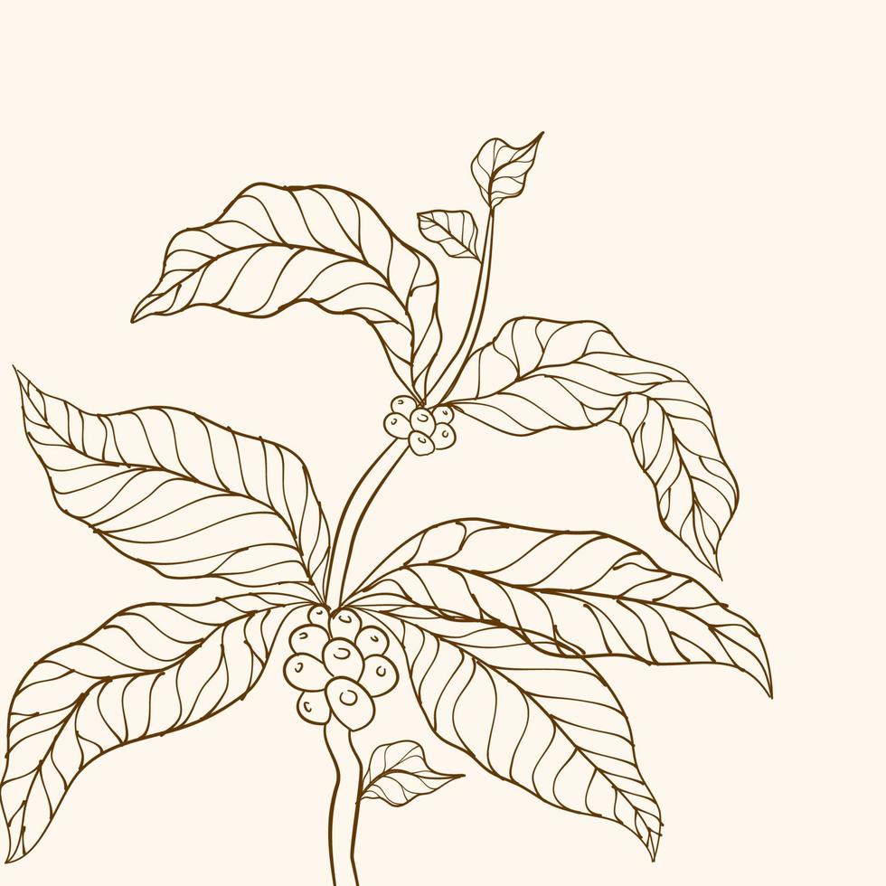 hand dragen kaffe gren. kaffe växt. kaffe bönor och löv. träd illustration. kaffe träd vektor. gren med löv. vektor illustration av kaffe gren. kaffe växt gren med blad.