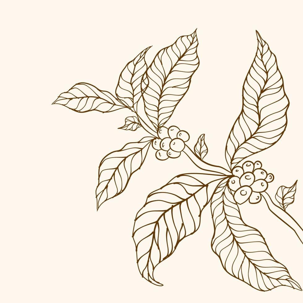 Kaffeepflanzenzweig mit Blatt. hand gezeichneter kaffeezweig. Kaffeebohnen und Blätter. Baumabbildung. Kaffeepflanze. Kaffeebaum-Vektor. vektorillustration der kaffeebranche. vektor