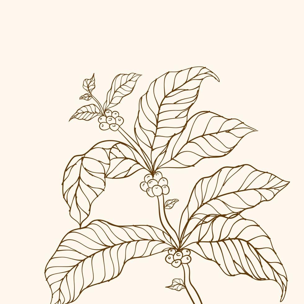 kaffe växt. hand dragen kaffe gren. kaffe träd vektor. gren med löv. vektor illustration av kaffe gren. kaffe växt gren med blad. kaffe bönor och löv. gren av en växt.