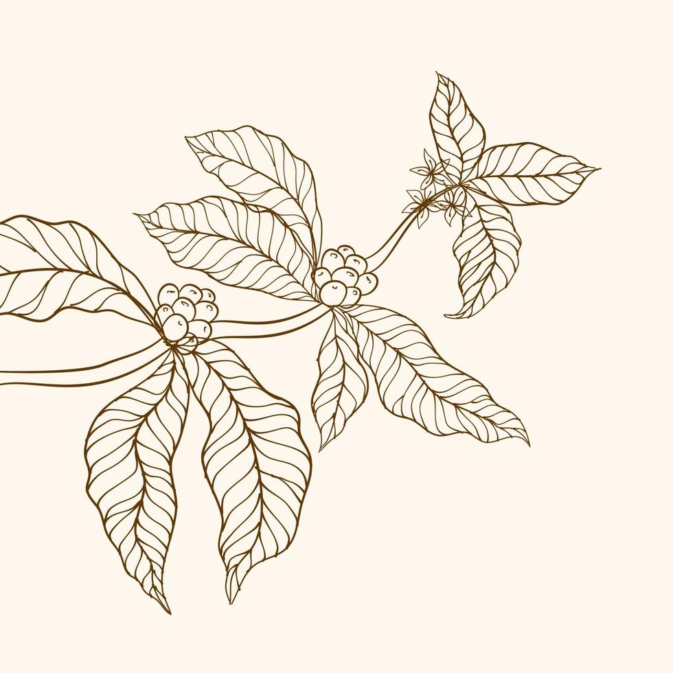 kaffe växt. hand dragen kaffe gren. kaffe träd vektor. gren med löv. vektor illustration av kaffe gren. kaffe växt gren med blad. kaffe bönor och löv.