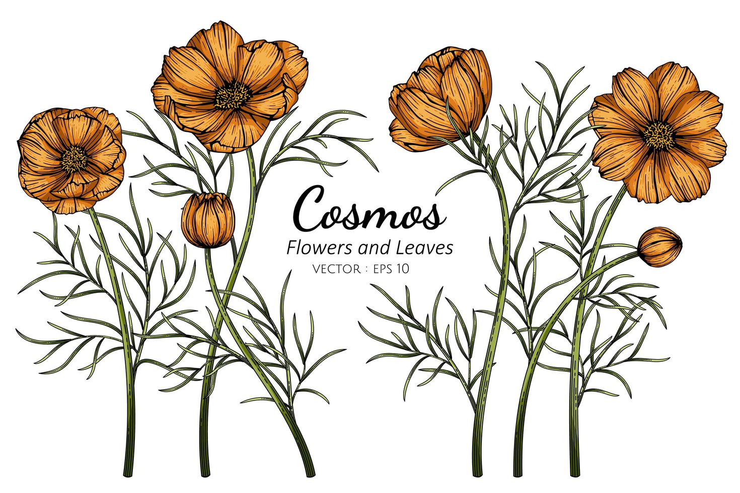 gezeichnete botanische Illustration der Hand des orange Kosmos vektor