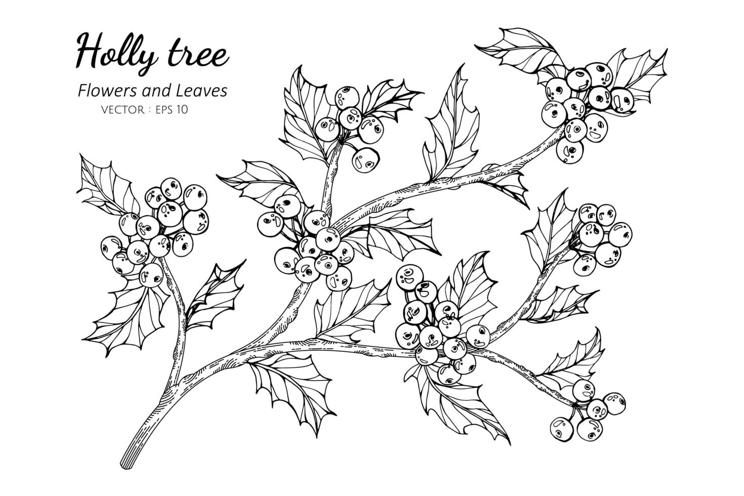 Stechpalme Beere und Blatt Hand gezeichnete botanische Illustration vektor