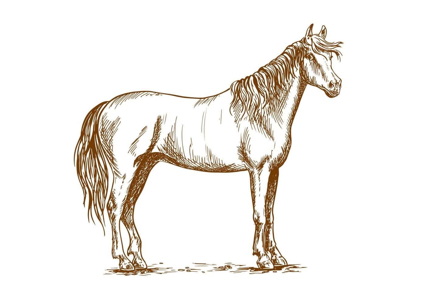 häst stående med huvud vände sig vektor