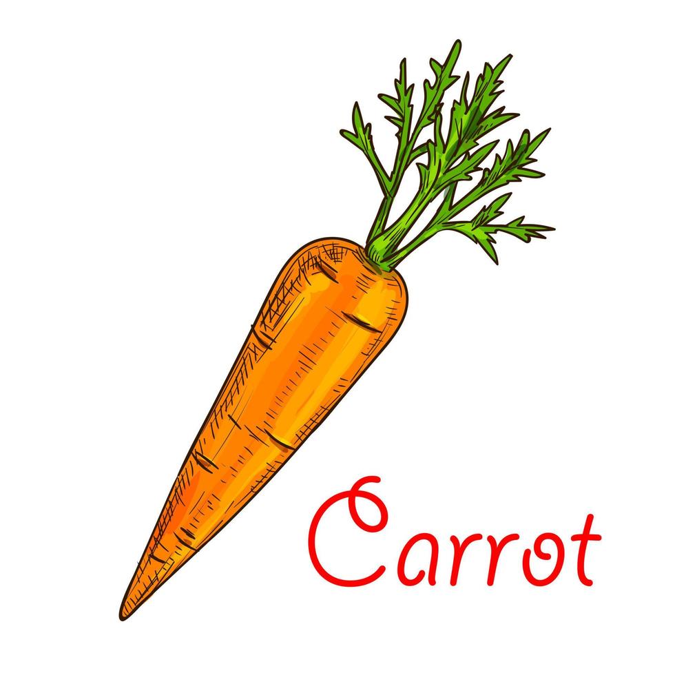 Karottengemüse isolierte Skizze für Lebensmitteldesign vektor