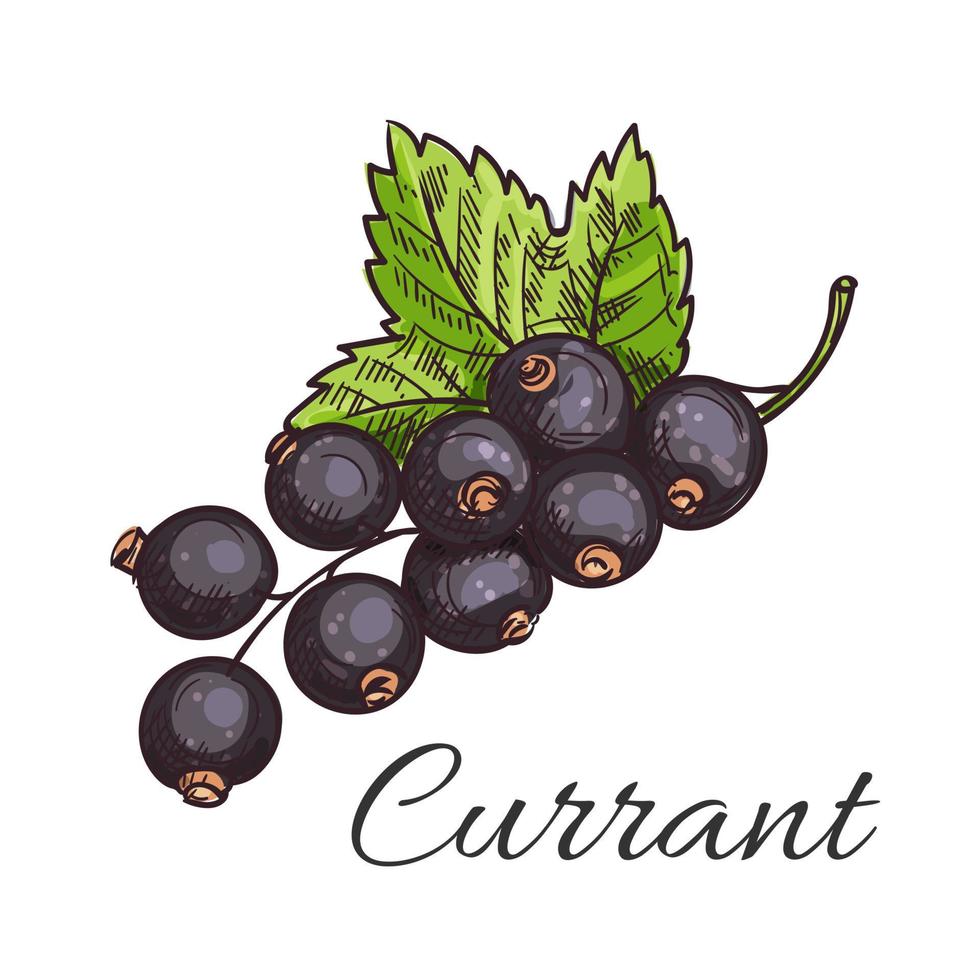 svart vinbär frukt gren med blad skiss vektor