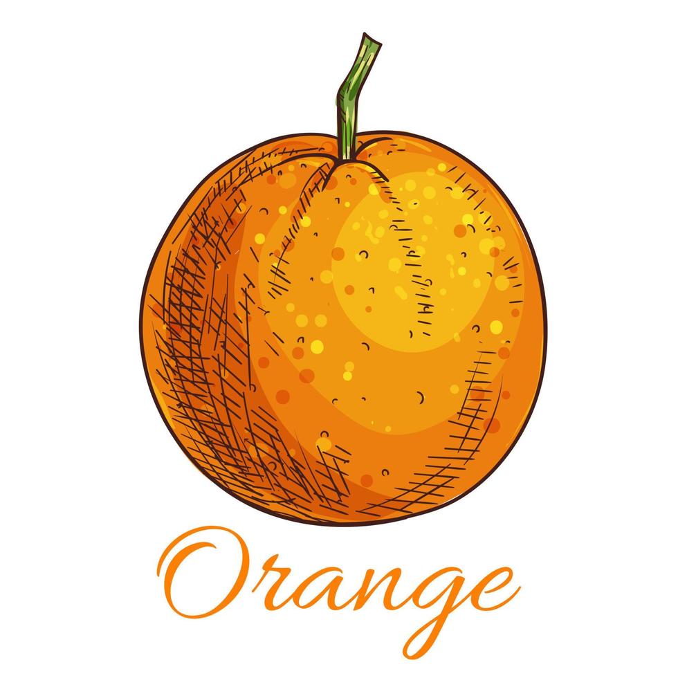 Orange Frucht Vektor Skizzensymbol