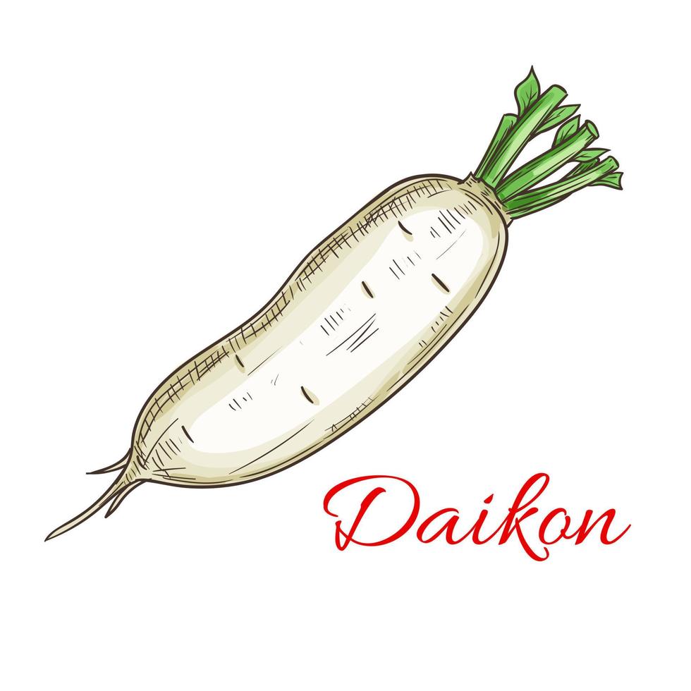 Daikon-Gemüse-Skizzensymbol vektor