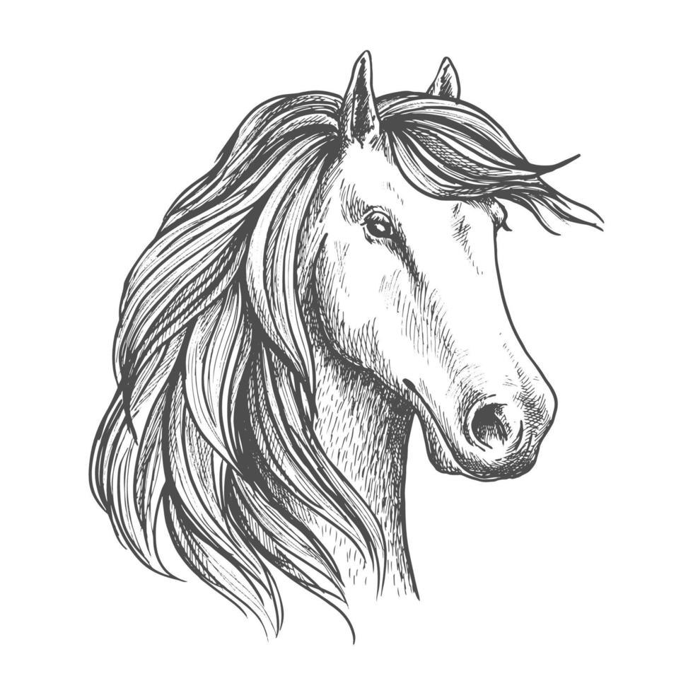 arab sto häst huvud isolerat skiss vektor