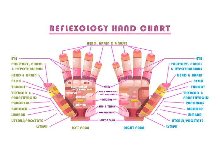 Reflexologie Vektor-Diagramm vektor