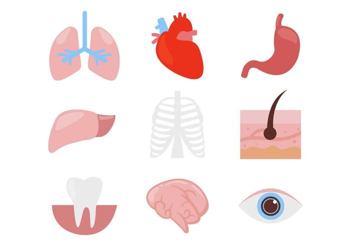 Freie menschliche Organ Körperteile Icons Vektor