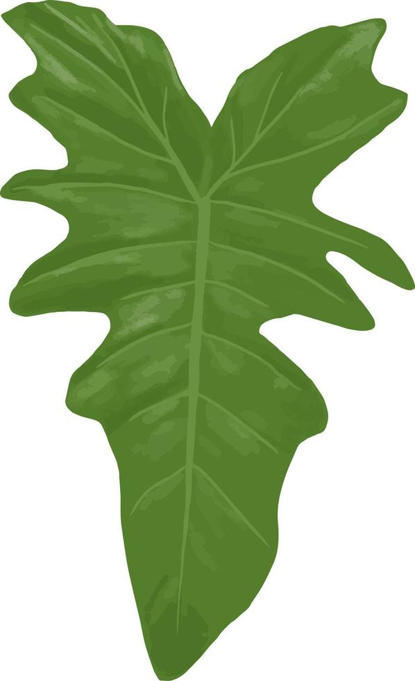 Philodendron-Blattzeichnungen, grünes Blatt isolierter Vektor, Illustration, minimalistische Pflanze, zum Drucken oder als Wohnkultur. vektor