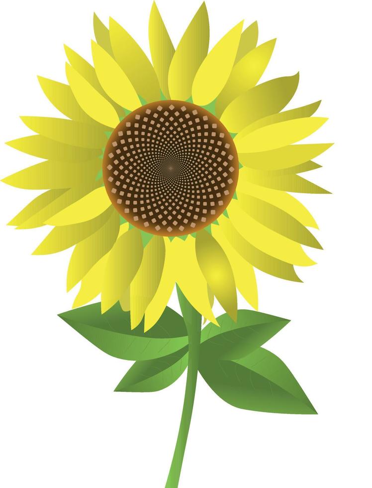 schöner Sonnenblumenvektor, kein Hintergrund vektor