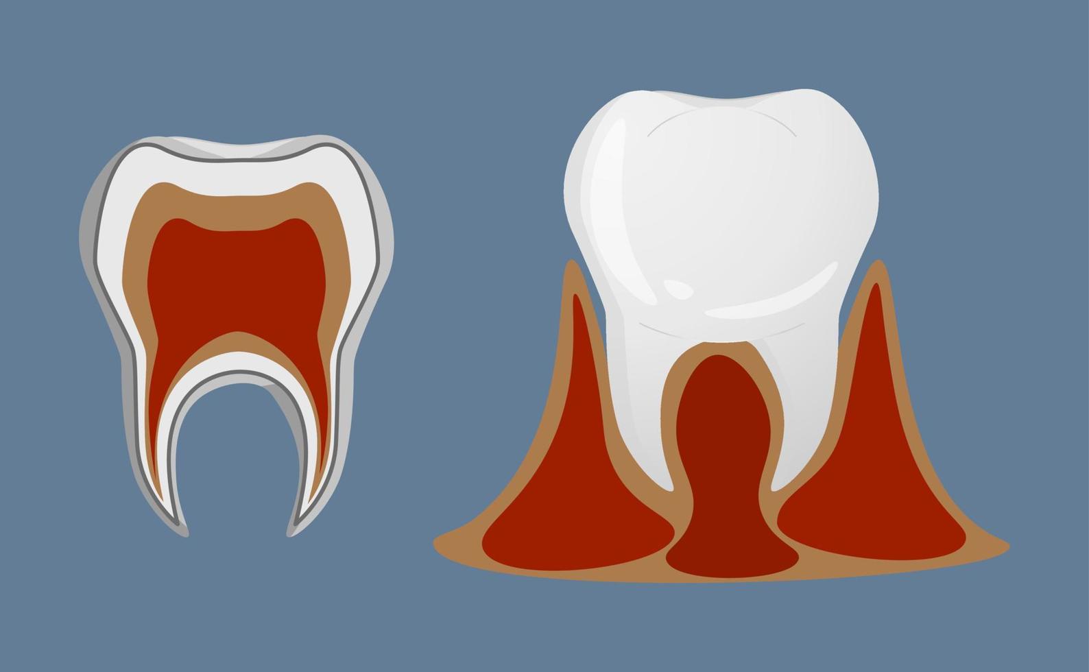 Zähne im realistischen Stil. Symbole für die Anatomie der Zähne. bunte vektorillustration lokalisiert auf hintergrund. vektor