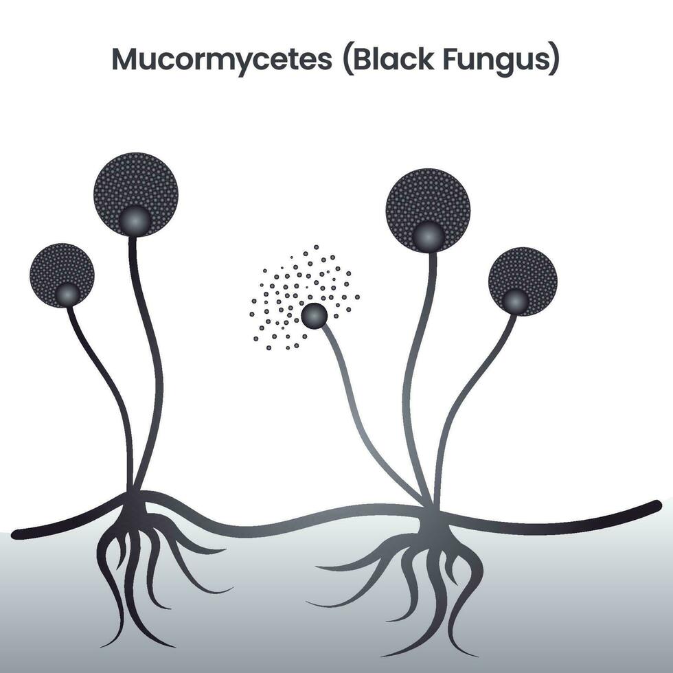 mucormycetes schwarzer Pilz pathogener Hefestamm Vektor Illustration