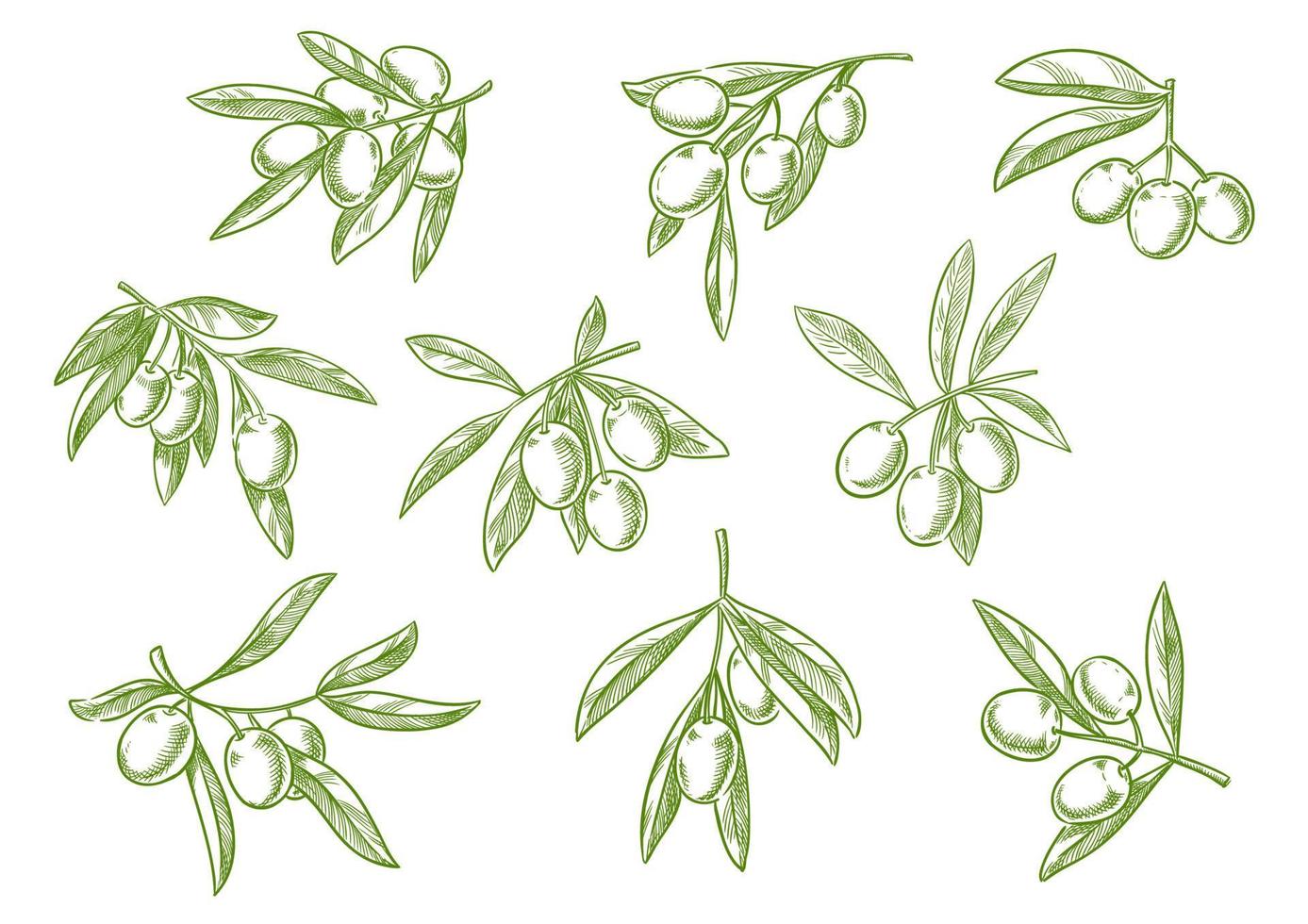 gren av fesh oliver vektor skiss ikoner uppsättning