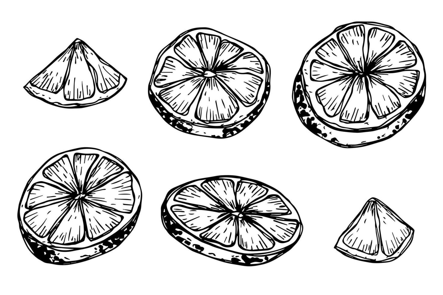 Vektor-Zitronen-Clipart. handgezeichnetes Zitrusset. Fruchtabbildung. für Print, Web, Design, Dekor vektor