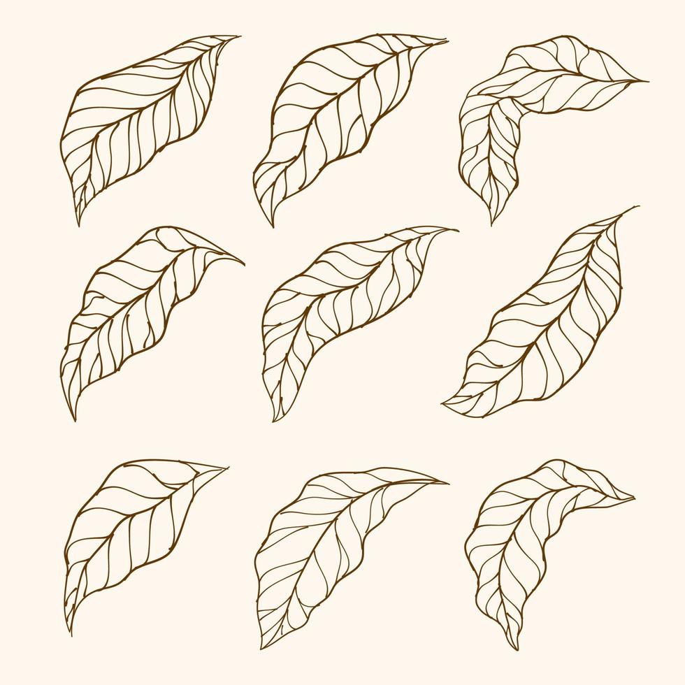 uppsättning av löv. vektor samling av blad silhuetter. hand dragen löv. löv hand dragen klotter linje konst översikt uppsättning som innehåller blad, löv. kaffe växt löv