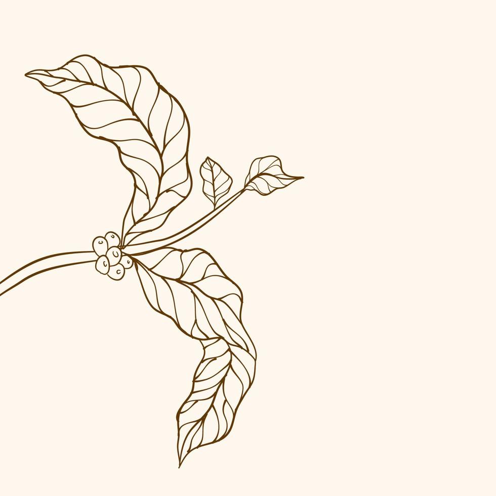 Kaffeepflanzenzweig mit Blatt. hand gezeichneter kaffeezweig. Kaffeebohnen und Blätter. Baumabbildung. Kaffeepflanze. Kaffeebaum-Vektor. vektorillustration der kaffeebranche. Zweig mit Blättern. vektor