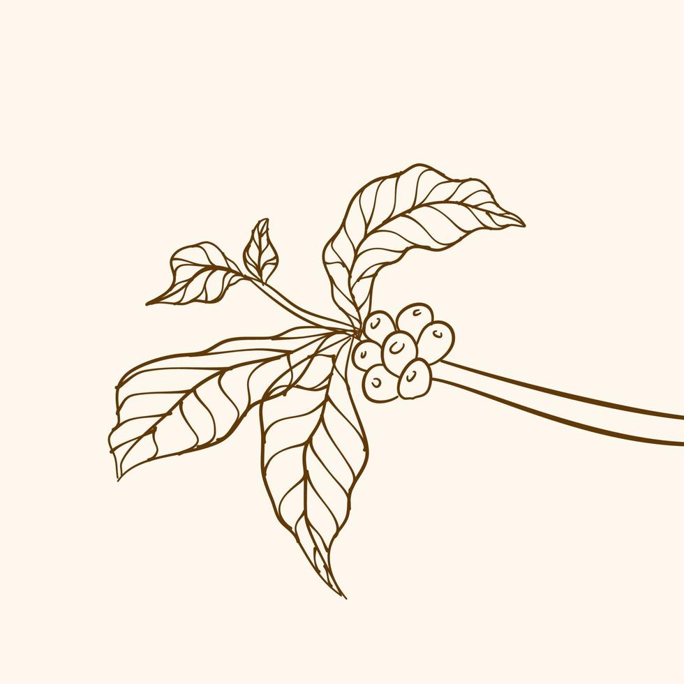 kaffe växt gren med blad. hand dragen kaffe gren. kaffe bönor och löv. träd illustration. kaffe växt. kaffe träd vektor. vektor illustration av kaffe gren. gren med löv.
