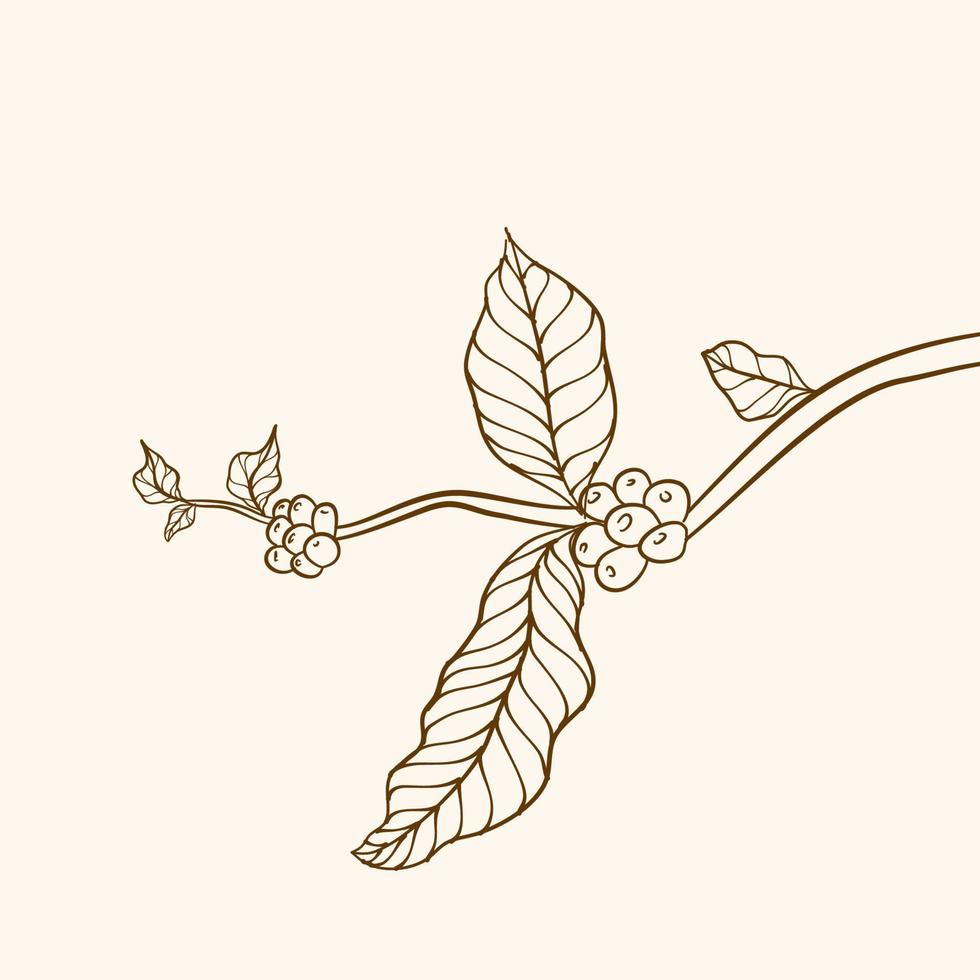 kaffe växt gren med blad. hand dragen kaffe gren. kaffe bönor och löv. träd illustration. kaffe växt. kaffe träd vektor. vektor illustration av kaffe gren. gren med löv.