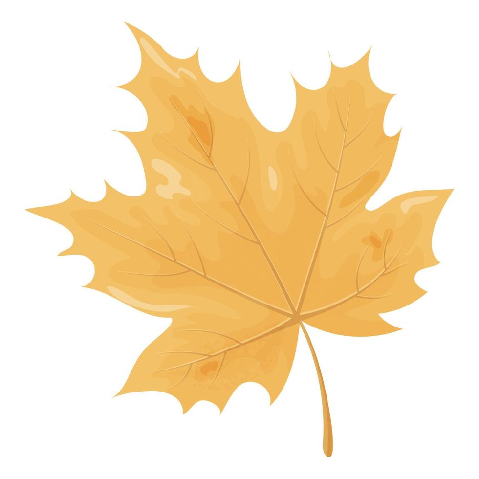 Herbst Ahornblatt isoliert auf weißem Hintergrund vektor