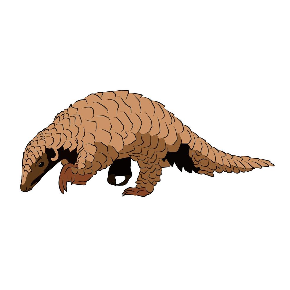 es ist ein wunderschönes gemahlenes Pangolinbild. vektor