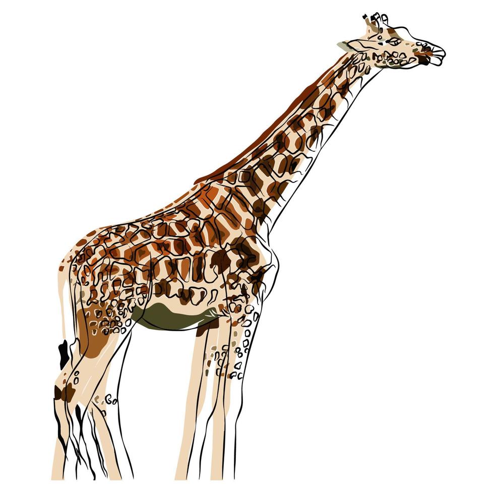 Es ist ein wunderschönes Giraffenbild. vektor