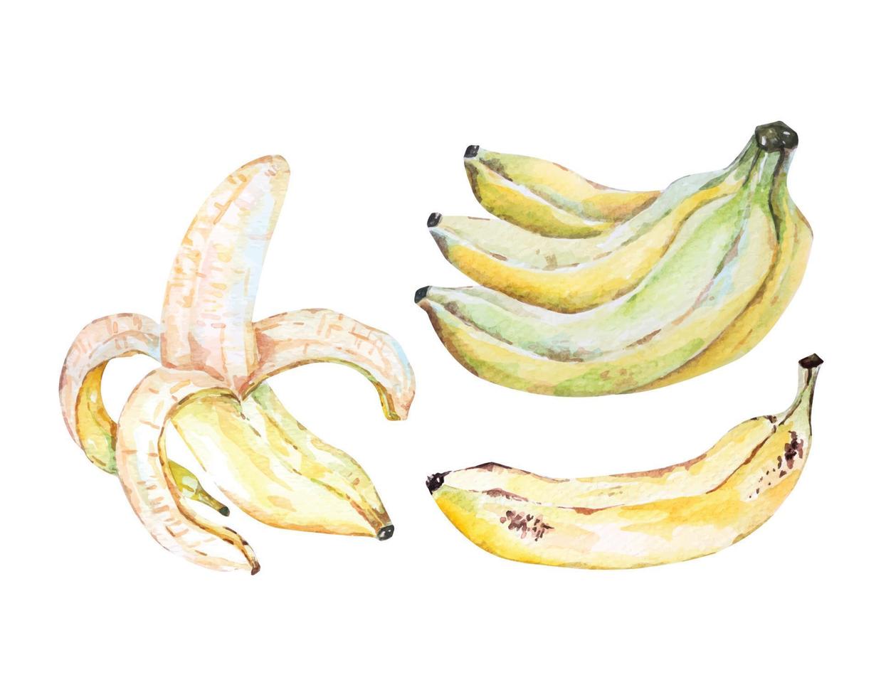 mogen banan hand dragen vattenfärg illustration.fresh banan.vattenfärg tropisk frukt. vektor