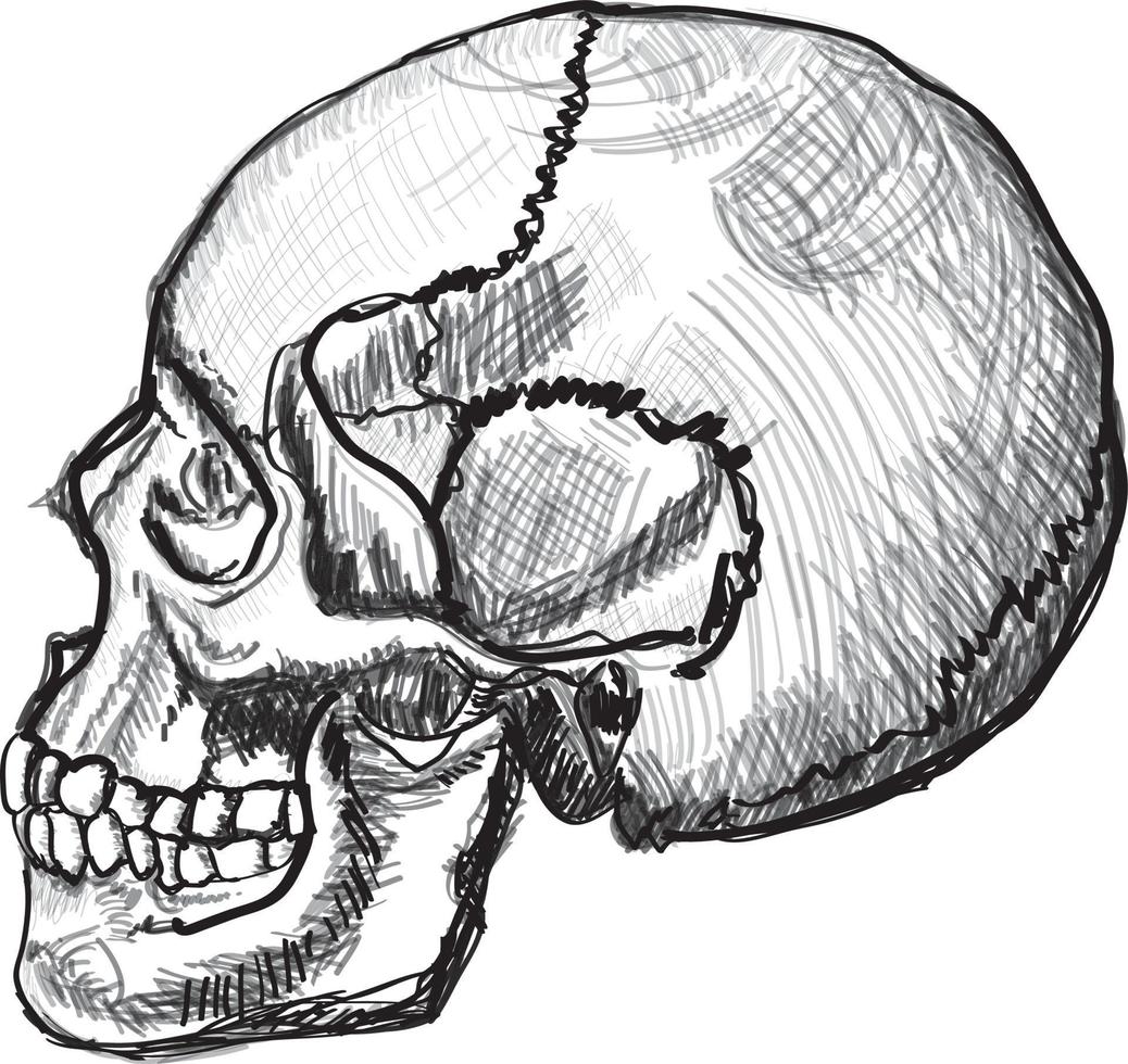 Skizzenvektorillustration des menschlichen Schädels Seitenansicht vektor