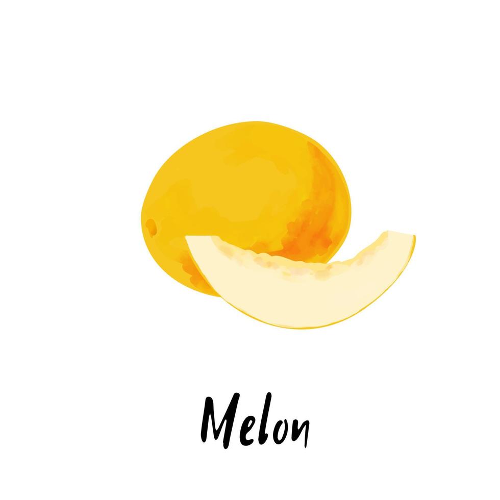 illustration av en melon isolerat på en vit bakgrund vektor