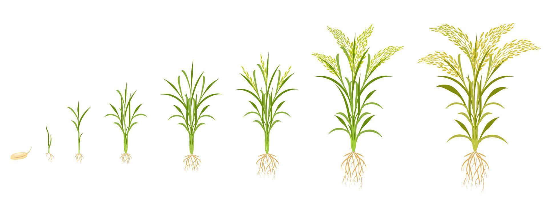 Reiswachstum in Stufen. Zyklus des Getreideanbaus. Infografik zur Pflanzenentwicklung vom Samen bis zur Ernte. vektor