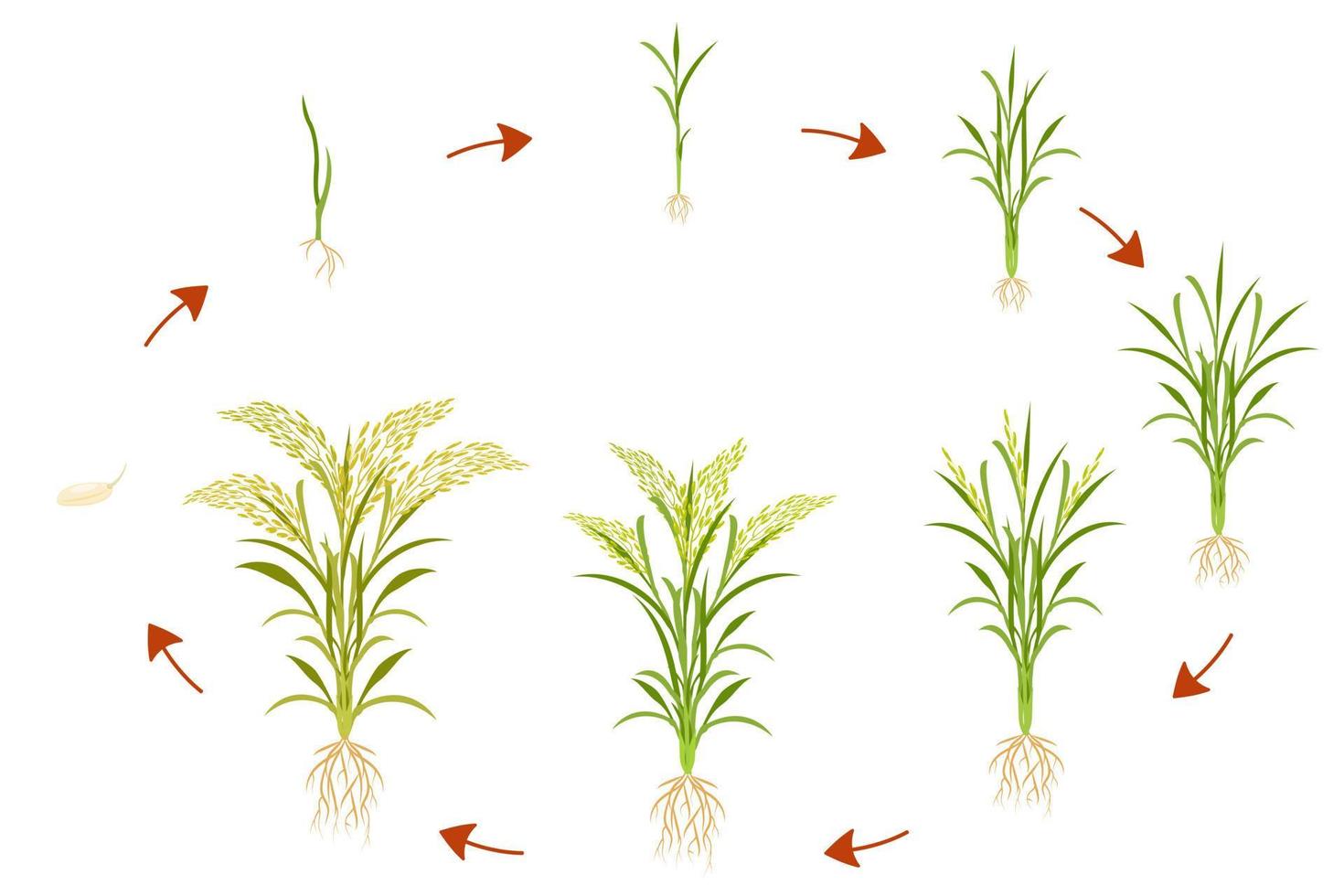 Der Wachstumszyklus von Reis ist kreisförmig. Infografiken von wachsenden Getreidepflanzen. vektor